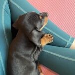 Paparwadee Chansamorn Instagram - Keep clam and yoga puppys 🧘‍♀️🐶✨ @puppyyogabkk