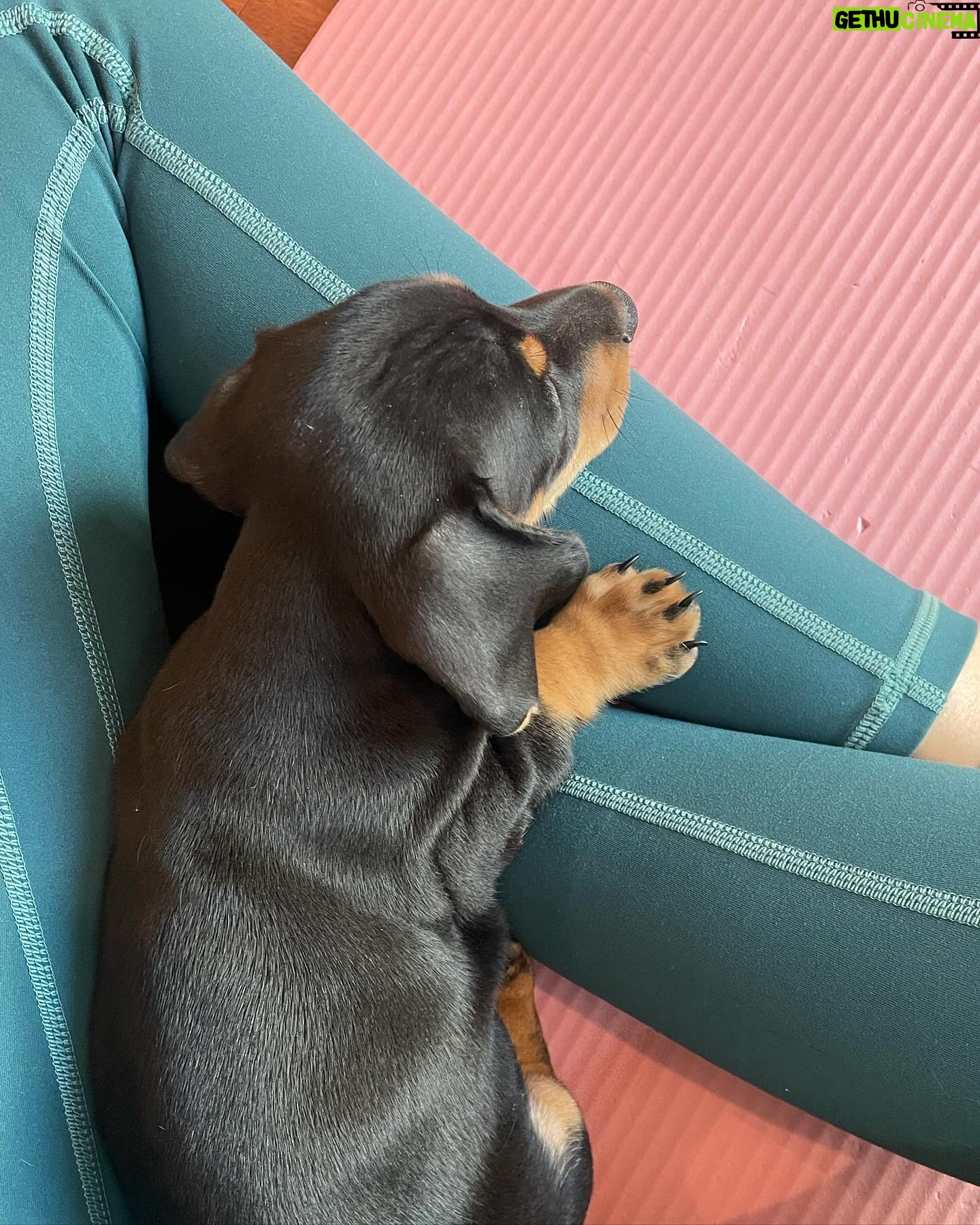 Paparwadee Chansamorn Instagram - Keep clam and yoga puppys π§ββοΈπΆβ¨ @puppyyogabkk