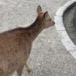 Paparwadee Chansamorn Instagram - 🦌🤎✨