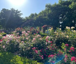 Park Si-eun Instagram - #HaVeAGoOdDaY 🩵
운동하며 제 눈에만 담기 아까워서 가져왔어요~🥰🌹🌸🌿
좋은하루 시작해봐요~🤗
