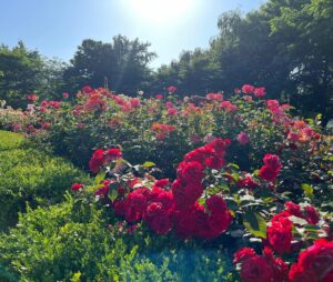 Park Si-eun Instagram - #HaVeAGoOdDaY 🩵
운동하며 제 눈에만 담기 아까워서 가져왔어요~🥰🌹🌸🌿
좋은하루 시작해봐요~🤗
