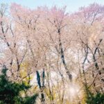 Park Gyu-ri Instagram - 가볍게 나온 산책🌸☀️ 그나저나 앞머리 많이 길었당ㅎㅎ