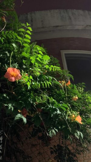 Park Hye-su Instagram - 난춘 (근데 기타 짱 못침)