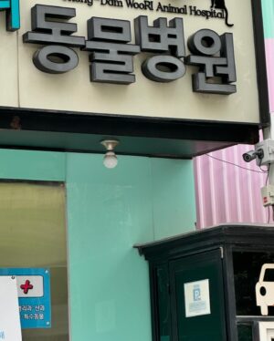 Park Ji-yoon Instagram - 바야흐로 내가 제일 좋아하는 
장미피는 계절🌹

정말 오랜만에 아이들과 서울행이에요✈️

이번엔 정말 짧게라 신나게 가볍게 출발했지만,

비행기 - 지하철 이동에 지칠대로 지쳐서 도착하니
하루가 다 지난 기분인데다 
첫 스케줄이 병원일줄은 몰랐을거야 또또 🐶
(배신감 부들부들)

그래도 또또의 병원스케줄을 무사히 마치고
배달천국 외식천국 서울이라
은근 힘안드는 한끼를 꿈꿨지만 
다인이는 일본라면과 만두를 외쳐서
그래 이대로만 이안이도 제발 라면을 외쳤지만,,
꼭 제주집에서도 잘 안먹는
끓여먹는 진라면과 스팸을 선택하셔서
엄마미는 결국 손이 물을 묻히고야말았다는 
슬픈 토요일의 이야기🥹

수박까지 차려줬으니 난좀 누워도 되겠니

(다이어터지만 가볍에 달걀로 시작하고
배달앱 보는 중….. #살짝설렜어난 )