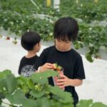 Park Ka-hi Instagram - 오늘 제주 아침 비. 급 체험농장으로 간거 정말 잘했다 딸기도 수확하고 딸기 라떼도 마시고 컵케잌도 만들고 아이들 정말 좋아했어요! 귤 체험이 안되서 급검색으로 찾아갔는데 대 만족🍓 아이들과 가보시면 좋은 추억 남기실꺼에요 👉🏻@jeju_star_strawberry 저도 박딸기 한장 남겼네요 ㅋ