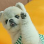 Park Ki-ryang Instagram - 안녕하세요 박기량 입니다 제 19살의 어느날 우연히 가게된 사직야구장에서 유난히 푸르고 광활해 보이던 그라운드와 웅장한 함성소리의 매력에 빠져들었습니다. 이 후 두근대는 심장에 이끌리며 야구 치어리더를 시작하게 되었습니다. 막둥이 복덩이라고 예뻐해주시던 기억이 어제일처럼 생생하고, 사직에서의 십수년간, 팬분들께 너무나도 과분한 사랑을 받았습니다. 팬분들 덕분에 갑자기 유명해지면서 현실로 생각해보지도 못한 많은것들을 해보기도 했고 혜택을 누리기도 했습니다. 그로인한 큰 사명감에 더 열심히 활동하려했고, 더욱 열심히 살아야한다고 생각했습니다. 때로는 감당하기 어려운 짐을 짊어지기도 했지만, 그 마저도 제 인생에서 한층 성장 할 수 있는 힘이 되었습니다. 진심으로 감사드립니다. 이번 시즌에는 두산베어스 응원단에서 새롭게 도전하려 합니다. 기회를 주신 두산 구단 관계자분들과 대행사, 우리 팀원들께 감사드립니다. 두산의 최강 10번타자들과 응원할 생각에 설레이고 두렵기도 합니다. 하지만 최선을 다해 함께 할것을 약속 드리겠습니다. 제대로 작별 인사드리지 못한 롯데 팬분들께 정말 죄송스러운 마음이고 다시 한번 감사드립니다. 그 감사함과 열정, 사랑을 평생 잊지 않겠습니다. 언제까지일지 모르지만, 힘닿는데까지 활동할 남은 치어리더의 시간에서도 아쉬움이 남지 않도록 최선을 다하겠습니다. 앞으로도 많은 성원 부탁드립니다. 감사합니다.