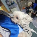 Park Ki-ryang Instagram - 블루엔젤봉사 이번엔 레인보우쉼터에 다녀왔어요. 초소형견부터 대형견까지 코리안독스에서 정말 잘관리해주고있다는 생각이들었어요. 견사청소도하고 사료도옮기고 아이들 간식도주고 놀아주었는데요 워낙 사람손을 좋아해서 안아달라 만져달라고 먼저다가와주는 착하고 예쁜아이들이었어요.따뜻한 가족이 필요한 아이들에게 많은관심 부탁드려요💙 #블루엔젤봉사단 #네츄럴발란스 #유기견보호센터 #유기견입양 #강아지입양 #사지말고입양하세요 @kdsrescue #연락주세요💕