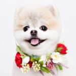 Park Ki-ryang Instagram - 2011.11.05-2024.04.20 사랑하는 우리 몽이가 갑작스레 무지개다리를 건넜어요.. 몽아... 사실 지금도 너가 떠난게 믿기질않아 오늘도 너가 너무 보고싶어서 울어버렸어. 매일  아침 저녁으로 간이 안좋아서 쿠싱약 먹는게 일상이었고 집에 올때면 반갑게 짖으며 총총 뛰어오는 너의 발자국소리 그리고 워낙 깔끔쟁이라 꼭 야외배변을 해야해서 우리함께 비가오나 눈이오나 나갔지...너가 매일 제일 좋아해서 잘 가지고 놀던 초록 노즈워크 치던 소리가 더이상 안나네...집안이 온통 너로 가득채워져있고 뭘 할때마다 너가 옆에있었기에 너무 허전하고 너무도 갑작스레 떠난게 아직도 자꾸 실감이 안난다. 며칠전 까지만해도 산책나갈때마다 폴짝폴짝 잘뛰어다니던 너였는데 너무 건강했는데... 딱하나 간이 약한 너였어서 암종만 제거하면 잘이겨내고 더 오래오래 행복할 줄 알았는데 많이 힘들었니... 수술하고 잘 이겨내고있다 생각 했는데 울애기 워낙 착하고 순해서 내가 걱정할까 아파도 아프다고 티도안낸거니... 너가 가기전날 나는 정말 중요한 복귀경기가있었고 그날 경기는 정말 멋졌고 성공적이었어. 그 행복을 너와 나누고 싶어 경기 끝나자마자 너 보러 달려갔고 엄마 목소리에 눈떠주고 힘을 내주는거 같았는데 그게 마지막 눈맞춤이라는게 믿기지않아... 마지막까지 날 응원해준거니 몽아.. 너 가는길 하늘도 같이울어주더라...아직도 너를 처음 품에 안은 순간이 눈에 선명해...나의 20대 전부와 지금까지 늘 내곁을 지켜주고 위로해주고 몇번이고 정말 너무도 힘들었던 날 살려준 이쁜울아가... 지금은 이 상황이 도무지 이해가 안되고 하늘이 원망스럽지만 잘 이겨낼께. 그리고 잊지마 너는 정말 많은 사람들에게 사랑을받았고 행복을 주는아이였어. 나의 첫 반려견이 너라서 너무 너무 감사하고 막상 떠나고나니 못 챙겨준 것 만 생각이나서 미안한 감정이 너무커. 엄마가 마지막에 다리에 묶어준 빨간끈 잘들고있지? 그거 꼭 간직했다 엄마 바로찾아..나중에 꼭 무지개다리에서 만나자 몸건강히 잘 놀구 있어..그땐 원없이 산책하고 마음껏 더 행복하자. 너가 좋아하던 장난감이랑 영양제 그리고 아파서 못먹던 간식까지 챙겼어. 그 좋아하던 간식 못먹인게 미안했는데 거기서 마음껏 먹어. 고맙고 미안하고 엄마가 너와의 기억들 모두 영원히 기억할게 너무 사랑해 몽아❤️