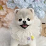 Park Ki-ryang Instagram - 2011.11.05-2024.04.20 사랑하는 우리 몽이가 갑작스레 무지개다리를 건넜어요.. 몽아... 사실 지금도 너가 떠난게 믿기질않아 오늘도 너가 너무 보고싶어서 울어버렸어. 매일  아침 저녁으로 간이 안좋아서 쿠싱약 먹는게 일상이었고 집에 올때면 반갑게 짖으며 총총 뛰어오는 너의 발자국소리 그리고 워낙 깔끔쟁이라 꼭 야외배변을 해야해서 우리함께 비가오나 눈이오나 나갔지...너가 매일 제일 좋아해서 잘 가지고 놀던 초록 노즈워크 치던 소리가 더이상 안나네...집안이 온통 너로 가득채워져있고 뭘 할때마다 너가 옆에있었기에 너무 허전하고 너무도 갑작스레 떠난게 아직도 자꾸 실감이 안난다. 며칠전 까지만해도 산책나갈때마다 폴짝폴짝 잘뛰어다니던 너였는데 너무 건강했는데... 딱하나 간이 약한 너였어서 암종만 제거하면 잘이겨내고 더 오래오래 행복할 줄 알았는데 많이 힘들었니... 수술하고 잘 이겨내고있다 생각 했는데 울애기 워낙 착하고 순해서 내가 걱정할까 아파도 아프다고 티도안낸거니... 너가 가기전날 나는 정말 중요한 복귀경기가있었고 그날 경기는 정말 멋졌고 성공적이었어. 그 행복을 너와 나누고 싶어 경기 끝나자마자 너 보러 달려갔고 엄마 목소리에 눈떠주고 힘을 내주는거 같았는데 그게 마지막 눈맞춤이라는게 믿기지않아... 마지막까지 날 응원해준거니 몽아.. 너 가는길 하늘도 같이울어주더라...아직도 너를 처음 품에 안은 순간이 눈에 선명해...나의 20대 전부와 지금까지 늘 내곁을 지켜주고 위로해주고 몇번이고 정말 너무도 힘들었던 날 살려준 이쁜울아가... 지금은 이 상황이 도무지 이해가 안되고 하늘이 원망스럽지만 잘 이겨낼께. 그리고 잊지마 너는 정말 많은 사람들에게 사랑을받았고 행복을 주는아이였어. 나의 첫 반려견이 너라서 너무 너무 감사하고 막상 떠나고나니 못 챙겨준 것 만 생각이나서 미안한 감정이 너무커. 엄마가 마지막에 다리에 묶어준 빨간끈 잘들고있지? 그거 꼭 간직했다 엄마 바로찾아..나중에 꼭 무지개다리에서 만나자 몸건강히 잘 놀구 있어..그땐 원없이 산책하고 마음껏 더 행복하자. 너가 좋아하던 장난감이랑 영양제 그리고 아파서 못먹던 간식까지 챙겼어. 그 좋아하던 간식 못먹인게 미안했는데 거기서 마음껏 먹어. 고맙고 미안하고 엄마가 너와의 기억들 모두 영원히 기억할게 너무 사랑해 몽아❤️