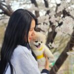 Park Ki-ryang Instagram - 2011.11.05-2024.04.20 사랑하는 우리 몽이가 갑작스레 무지개다리를 건넜어요.. 몽아... 사실 지금도 너가 떠난게 믿기질않아 오늘도 너가 너무 보고싶어서 울어버렸어. 매일  아침 저녁으로 간이 안좋아서 쿠싱약 먹는게 일상이었고 집에 올때면 반갑게 짖으며 총총 뛰어오는 너의 발자국소리 그리고 워낙 깔끔쟁이라 꼭 야외배변을 해야해서 우리함께 비가오나 눈이오나 나갔지...너가 매일 제일 좋아해서 잘 가지고 놀던 초록 노즈워크 치던 소리가 더이상 안나네...집안이 온통 너로 가득채워져있고 뭘 할때마다 너가 옆에있었기에 너무 허전하고 너무도 갑작스레 떠난게 아직도 자꾸 실감이 안난다. 며칠전 까지만해도 산책나갈때마다 폴짝폴짝 잘뛰어다니던 너였는데 너무 건강했는데... 딱하나 간이 약한 너였어서 암종만 제거하면 잘이겨내고 더 오래오래 행복할 줄 알았는데 많이 힘들었니... 수술하고 잘 이겨내고있다 생각 했는데 울애기 워낙 착하고 순해서 내가 걱정할까 아파도 아프다고 티도안낸거니... 너가 가기전날 나는 정말 중요한 복귀경기가있었고 그날 경기는 정말 멋졌고 성공적이었어. 그 행복을 너와 나누고 싶어 경기 끝나자마자 너 보러 달려갔고 엄마 목소리에 눈떠주고 힘을 내주는거 같았는데 그게 마지막 눈맞춤이라는게 믿기지않아... 마지막까지 날 응원해준거니 몽아.. 너 가는길 하늘도 같이울어주더라...아직도 너를 처음 품에 안은 순간이 눈에 선명해...나의 20대 전부와 지금까지 늘 내곁을 지켜주고 위로해주고 몇번이고 정말 너무도 힘들었던 날 살려준 이쁜울아가... 지금은 이 상황이 도무지 이해가 안되고 하늘이 원망스럽지만 잘 이겨낼께. 그리고 잊지마 너는 정말 많은 사람들에게 사랑을받았고 행복을 주는아이였어. 나의 첫 반려견이 너라서 너무 너무 감사하고 막상 떠나고나니 못 챙겨준 것 만 생각이나서 미안한 감정이 너무커. 엄마가 마지막에 다리에 묶어준 빨간끈 잘들고있지? 그거 꼭 간직했다 엄마 바로찾아..나중에 꼭 무지개다리에서 만나자 몸건강히 잘 놀구 있어..그땐 원없이 산책하고 마음껏 더 행복하자. 너가 좋아하던 장난감이랑 영양제 그리고 아파서 못먹던 간식까지 챙겼어. 그 좋아하던 간식 못먹인게 미안했는데 거기서 마음껏 먹어. 고맙고 미안하고 엄마가 너와의 기억들 모두 영원히 기억할게 너무 사랑해 몽아❤️
