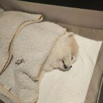 Park Ki-ryang Instagram - 2011.11.05-2024.04.20 사랑하는 우리 몽이가 갑작스레 무지개다리를 건넜어요.. 몽아... 사실 지금도 너가 떠난게 믿기질않아 오늘도 너가 너무 보고싶어서 울어버렸어. 매일  아침 저녁으로 간이 안좋아서 쿠싱약 먹는게 일상이었고 집에 올때면 반갑게 짖으며 총총 뛰어오는 너의 발자국소리 그리고 워낙 깔끔쟁이라 꼭 야외배변을 해야해서 우리함께 비가오나 눈이오나 나갔지...너가 매일 제일 좋아해서 잘 가지고 놀던 초록 노즈워크 치던 소리가 더이상 안나네...집안이 온통 너로 가득채워져있고 뭘 할때마다 너가 옆에있었기에 너무 허전하고 너무도 갑작스레 떠난게 아직도 자꾸 실감이 안난다. 며칠전 까지만해도 산책나갈때마다 폴짝폴짝 잘뛰어다니던 너였는데 너무 건강했는데... 딱하나 간이 약한 너였어서 암종만 제거하면 잘이겨내고 더 오래오래 행복할 줄 알았는데 많이 힘들었니... 수술하고 잘 이겨내고있다 생각 했는데 울애기 워낙 착하고 순해서 내가 걱정할까 아파도 아프다고 티도안낸거니... 너가 가기전날 나는 정말 중요한 복귀경기가있었고 그날 경기는 정말 멋졌고 성공적이었어. 그 행복을 너와 나누고 싶어 경기 끝나자마자 너 보러 달려갔고 엄마 목소리에 눈떠주고 힘을 내주는거 같았는데 그게 마지막 눈맞춤이라는게 믿기지않아... 마지막까지 날 응원해준거니 몽아.. 너 가는길 하늘도 같이울어주더라...아직도 너를 처음 품에 안은 순간이 눈에 선명해...나의 20대 전부와 지금까지 늘 내곁을 지켜주고 위로해주고 몇번이고 정말 너무도 힘들었던 날 살려준 이쁜울아가... 지금은 이 상황이 도무지 이해가 안되고 하늘이 원망스럽지만 잘 이겨낼께. 그리고 잊지마 너는 정말 많은 사람들에게 사랑을받았고 행복을 주는아이였어. 나의 첫 반려견이 너라서 너무 너무 감사하고 막상 떠나고나니 못 챙겨준 것 만 생각이나서 미안한 감정이 너무커. 엄마가 마지막에 다리에 묶어준 빨간끈 잘들고있지? 그거 꼭 간직했다 엄마 바로찾아..나중에 꼭 무지개다리에서 만나자 몸건강히 잘 놀구 있어..그땐 원없이 산책하고 마음껏 더 행복하자. 너가 좋아하던 장난감이랑 영양제 그리고 아파서 못먹던 간식까지 챙겼어. 그 좋아하던 간식 못먹인게 미안했는데 거기서 마음껏 먹어. 고맙고 미안하고 엄마가 너와의 기억들 모두 영원히 기억할게 너무 사랑해 몽아❤️