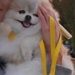 Park Ki-ryang Instagram - 한강가면 신나는 몽이🐶 찌그러져도 이쁜 내새끼❤️
