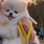 Park Ki-ryang Instagram - 한강가면 신나는 몽이🐶 찌그러져도 이쁜 내새끼❤️