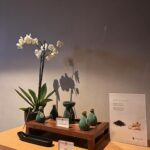 Park So-yeon Instagram - . spa lover🧖🏻‍♀️🧖🏽‍♂️ 너무 좋아하는 #ylangylang 🪷