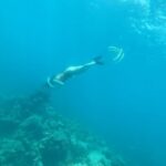 Park Ye-eun Instagram - First dive in the ocean 😂🐠 #thailand #freediving