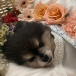 Park Ye-eun Instagram - 4월 12일 화창한 봄날에, 니뇨가 무지개 다리를 건넜습니다. ⠀ 11년 동안 제 곁에서 항상 웃고 있던 니뇨는 저에게 기쁨 그 자체, 행복 그 자체였습니다. 인사이드 아웃의 조이처럼, 언제나 밝고 모두를 사랑하고 사랑받던 우리 니뇨는 마지막 가는 순간까지도 웃어 주었어요. ⠀ 마지막 밤을 보내고 13일 오후에 니뇨를 사랑하는 가족들, 친구들과 함께 배웅해 주었습니다. ⠀ 니뇨를 더는 안아줄 수 없다는 사실이 아직 실감이 안나고 너무 무서운데 잘 가라는 말을 도저히 못하겠는데 니뇨는 많은 분들의 인사를 받고 싶을 것 같아요 워낙 사람을 좋아하던 아이라서요 ⠀ 니뇨 거기서도 행복하라고, 아프지 말고 건강하라고 인사 부탁드려요..! 니뇨가 정말 좋아할 거에요 ⠀ 그리고 니뇨 사진 혹시 갖고 계신 분들 저에게 보내주시면 감사하겠습니다 제가 모르는 사진을 보면 니뇨를 다시 만난 것 같아서요 ⠀ 니뇨야 엄마는 세상에서 니뇨를 제일 사랑해 엄마를 사랑해줘서 너무 너무 고마워 엄마에게 다시 돌아올거라 믿고 있을께 편히 쉬어 내 사랑 니뇨야 ⠀