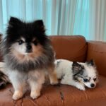 Park Ye-eun Instagram – 4월 12일 화창한 봄날에,
니뇨가 무지개 다리를 건넜습니다.
⠀
11년 동안 제 곁에서 항상 웃고 있던 니뇨는
저에게 기쁨 그 자체, 행복 그 자체였습니다.
인사이드 아웃의 조이처럼,
언제나 밝고 모두를 사랑하고 사랑받던 우리 니뇨는
마지막 가는 순간까지도 웃어 주었어요.
⠀
마지막 밤을 보내고 13일 오후에
니뇨를 사랑하는 가족들, 친구들과 함께
배웅해 주었습니다.
⠀
니뇨를 더는 안아줄 수 없다는 사실이
아직 실감이 안나고 너무 무서운데
잘 가라는 말을 도저히 못하겠는데
니뇨는 많은 분들의 인사를 받고 싶을 것 같아요
워낙 사람을 좋아하던 아이라서요
⠀
니뇨 거기서도 행복하라고, 아프지 말고 건강하라고
인사 부탁드려요..! 니뇨가 정말 좋아할 거에요
⠀
그리고 니뇨 사진 혹시 갖고 계신 분들
저에게 보내주시면 감사하겠습니다
제가 모르는 사진을 보면 니뇨를 다시 만난 것 같아서요
⠀
니뇨야 엄마는 세상에서 니뇨를 제일 사랑해
엄마를 사랑해줘서 너무 너무 고마워
엄마에게 다시 돌아올거라 믿고 있을께
편히 쉬어 내 사랑 니뇨야
⠀