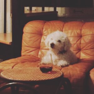 Parker Posey Instagram - Gracie’s Pino Paw-Noir—light bodied, perfect with cheese and snacks.🍷