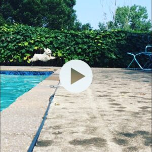 Parker Posey Instagram - ⚡️⚡️⚡️⚡️⚡️⚡️⚡️⚡️⚡️⚡️⚡️⚡️⚡️⚡️GRACIE⚡️⚡️⚡️⚡️⚡️⚡️⚡️⚡️⚡️⚡️⚡️⚡️⚡️⚡️⚡️⚡️
