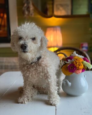 Parker Posey Instagram - Thank you, @jackferver for this beautiful still life if Gracie♥️🙏🏼