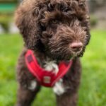 Pascale Hutton Instagram – #nationalpuppyday you say! 🐶🥰