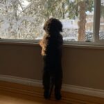 Pascale Hutton Instagram – #nationalpuppyday you say! 🐶🥰