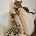 Patrícia Mamona Instagram - BFFs: Phoenix & ToKyo 🥹🩵 #bengal #phoenixandtokyo #kitty #cat