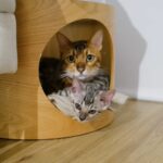 Patrícia Mamona Instagram - BFFs: Phoenix & ToKyo 🥹🩵 #bengal #phoenixandtokyo #kitty #cat
