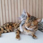 Patrícia Mamona Instagram - BFFs: Phoenix & ToKyo 🥹🩵 #bengal #phoenixandtokyo #kitty #cat