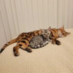 Patrícia Mamona Instagram - BFFs: Phoenix & ToKyo 🥹🩵 #bengal #phoenixandtokyo #kitty #cat