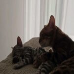 Patrícia Mamona Instagram - BFFs: Phoenix & ToKyo 🥹🩵 #bengal #phoenixandtokyo #kitty #cat