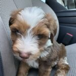 Patricia Williams Instagram - SWIPE! ➡️ Everybody meet Louis (like @louisvuitton 😂) My new baby! I’m in love 😍😍😍 For just one #YaGirlDoneMadeIt tour ticket a month, you can sponsor Louis, Kong, Sheba, and Zeus. That sounds like a good deal, right?! 😂 Get your tickets RIGHT NOW at mspatcomedy.com! #mspat #dogsofinstagram #aussiedoodlepuppy #love #comedy