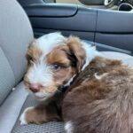 Patricia Williams Instagram – SWIPE! ➡️ Everybody meet Louis (like @louisvuitton 😂) My new baby! I’m in love 😍😍😍 

For just one #YaGirlDoneMadeIt tour ticket a month, you can sponsor Louis, Kong, Sheba, and Zeus. That sounds like a good deal, right?! 😂 Get your tickets RIGHT NOW at mspatcomedy.com! 

#mspat #dogsofinstagram #aussiedoodlepuppy #love #comedy