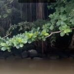 Patrisse Cullors Instagram - Abolitionist Meditations, Nature’s Embrace On this last day of #BlackFuturesMonth I offer a meditation to ground us in our collective strength and to be reminded of nature’s endurance. As we continue to witness the starving of human beings in Gaza. As we witness the depravity of human beings. As we witness the dehumanization of peoples. We must resist the urge to dehumanize. We have to be in a practice that is a reflection of what is possible. This meditation series is disrupting the algorithm and asking us all to sit with our grief, pain and suffering and transmute it into action, right action. Transmute it into courage and compassion and care. This isn’t about a lack of accountability. We must hold them all accountable for the atrocities. But we have to transmute the rage. I know this because I’ve had to do it over and over again. Sit with this meditation. And hold space for yourself, for the collective and all living beings. “Abolitionist Meditations” is an innovative meditation series developed by Patrisse Cullors, artist/abolitionist and co produced by Avriel Epps artist/scholar. This thought-provoking series uniquely combines elements of imagination, healing, and transformation. Cullors and Epps utilize meditative practices as a vehicle to promote a deeper understanding of abolitionist principles, fostering a mental and emotional shift towards a world that is centered in care. The series emphasizes self-awareness and introspection as tools for not only personal growth, but also for societal change, underlining the power of individual and collective healing in the pursuit of transformation. It encourages participants to imagine a world free from violence and harm and to actively work towards a vision, integrating transformative ideals into their daily lives.