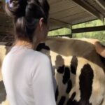 Patti Harrison Instagram - Spent my birthday using my advanced reiki healing abilities on these beautiful rescue animals and accidentally making them all super sick with 5G poisoning 😿