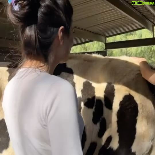 Patti Harrison Instagram - Spent my birthday using my advanced reiki healing abilities on these beautiful rescue animals and accidentally making them all super sick with 5G poisoning 😿