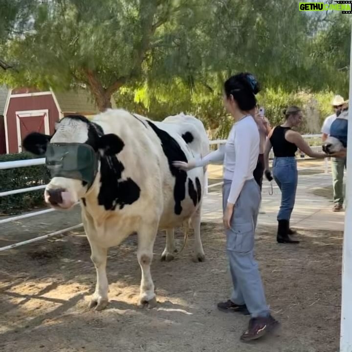 Patti Harrison Instagram - Spent my birthday using my advanced reiki healing abilities on these beautiful rescue animals and accidentally making them all super sick with 5G poisoning 😿