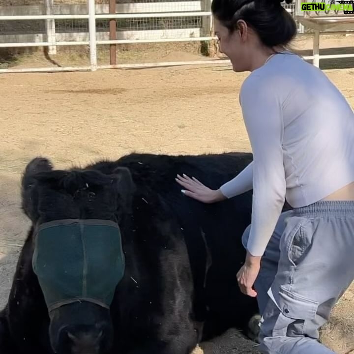 Patti Harrison Instagram - Spent my birthday using my advanced reiki healing abilities on these beautiful rescue animals and accidentally making them all super sick with 5G poisoning 😿