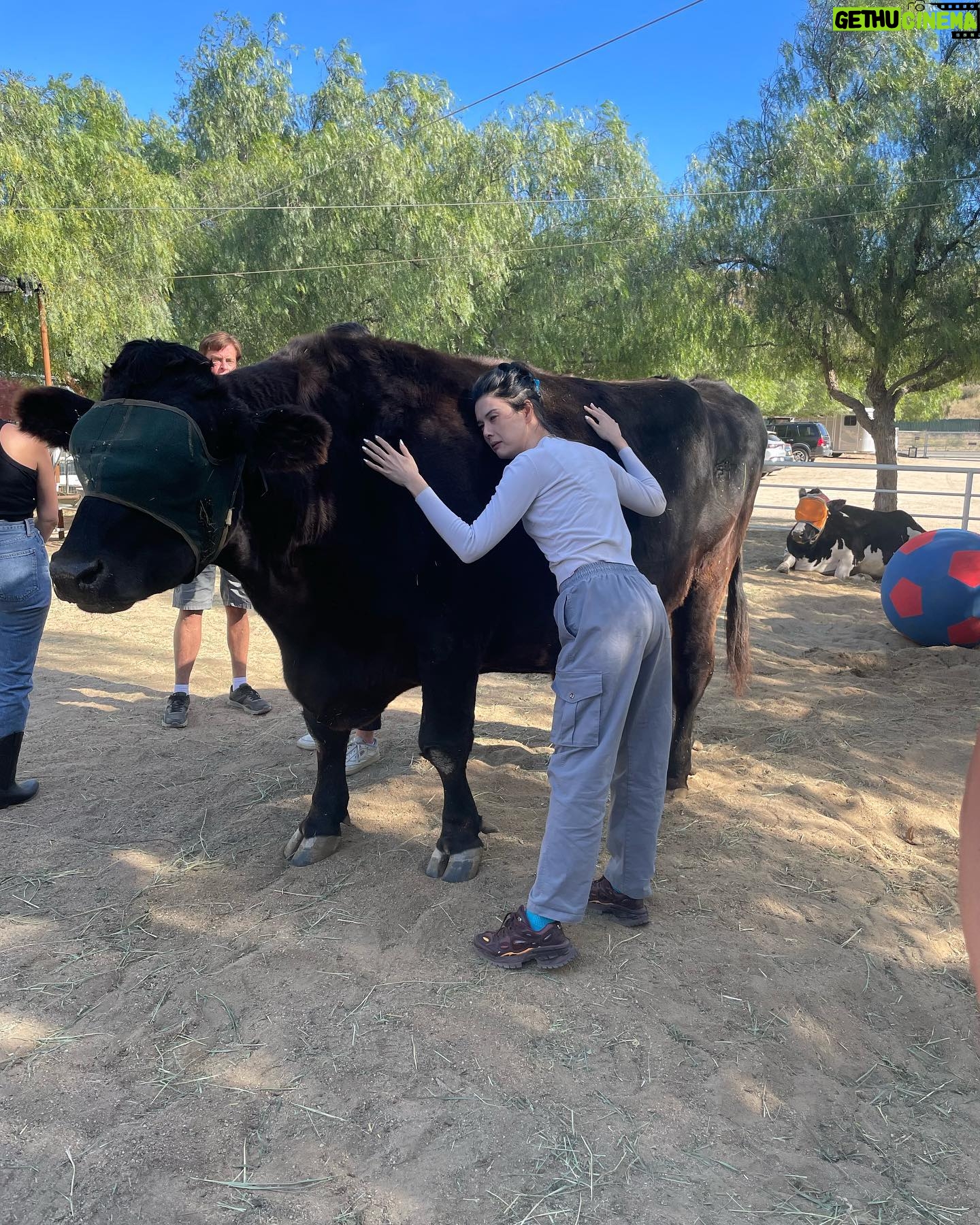 Patti Harrison Instagram - Spent my birthday using my advanced reiki healing abilities on these beautiful rescue animals and accidentally making them all super sick with 5G poisoning 😿