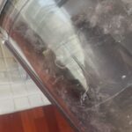 Patti Harrison Instagram - 🙀 I keep my SIDE of the STREET clean*… YOU wouldn’t KNOW about THAT ! 😼 *I had a fly infestation in my house & vacuumed each fly up individually over 3 days