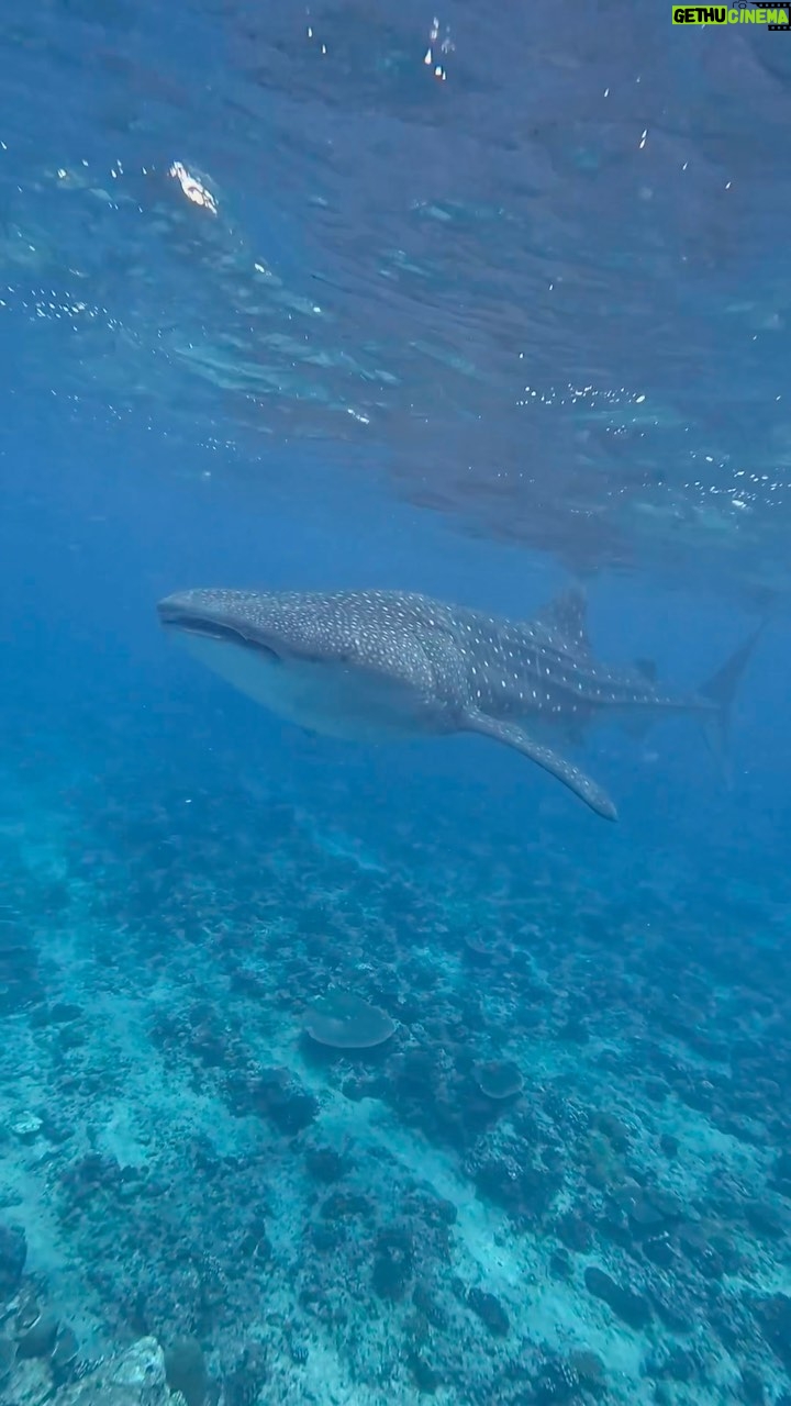 Paula Malia Instagram - Holiday in the Maldives? Boutique Beach is located on Dhigurah in South Ari Atoll, Maldives. We are in the Marine Protected Area where Whale Sharks can be encountered all year around, snorkelling or diving. All inclusive Dive Hotel, with own PADI 5 Star Center with Nitrox available. We are offering all-inclusive packages with room and Diving or Excursion/Snorkeling. For booking and more information link in bio Email - bookings@boutiquebeach.club Big pleasure meeting you @paulamalia & @dani_delaorden - we can’t wait to see you back for diving 💙 BB Family