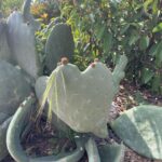 Paula Patton Instagram - Nature’s signs that love is always present, and against all odds, you can break through anything! ❤️🌵🍄