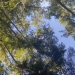 Pauline Chalamet Instagram – 🍃