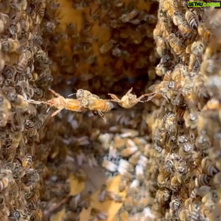 Pauline Chalamet - 47.7K Likes - š happy bee day š
melliferous - producing or yielding honey.
in a sentence:
one can plant local melliferous plants, filled with pollen and nectar, to help honey bees do their job.
festooning - when bees form a single line to build or repair honey comb.
in a sentence:
@howsyourdayhoney ās bees are festooning and it is utterly captivating.
@guerlain #guerlainbeeschool