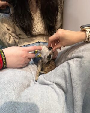 Pei-Pei Ho Instagram - 狐獴狠不受控，雖然牠們很愛發呆站立，
但⋯真的不好拍😮‍💨
超級活潑，活在自己世界！
可以這麼近距離互動，還是蠻有趣的，
而且服務親切，食物算不錯吃🤭
喜歡狐獴的寶蓓們可以去嘗試一下
回憶去找丁滿的前一天⋯
👱🏽‍♀️：我明天要去看狐獴耶！
👩🏼‍🦰：⋯我不明白你為什麼要花錢去看丁滿，澎澎怎麼辦？
👱🏽‍♀️：🙄我是獅子王嗎？到底⋯

#兔毛當然比較柔順 #兔子比較好拍 #金邦妮獲勝 #狐獴 #75度獴 #何蓓蓓 #daily #life #meerkat