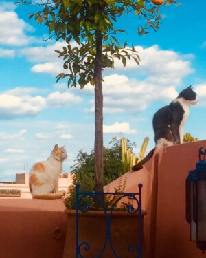 Pénélope McQuade Instagram - 📸 @philippefehmiu qui hait habituellement les chats.