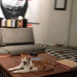 Penelope Mitchell Instagram - Good to be home. 
@a.h.mitchell @shohei_otomo @backwoods.gallery
