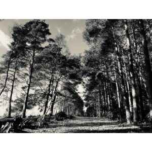 Perdita Weeks Instagram - I have missed these hallowed piney halls
