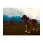 Perdita Weeks Instagram - Doggo but make it Swiss