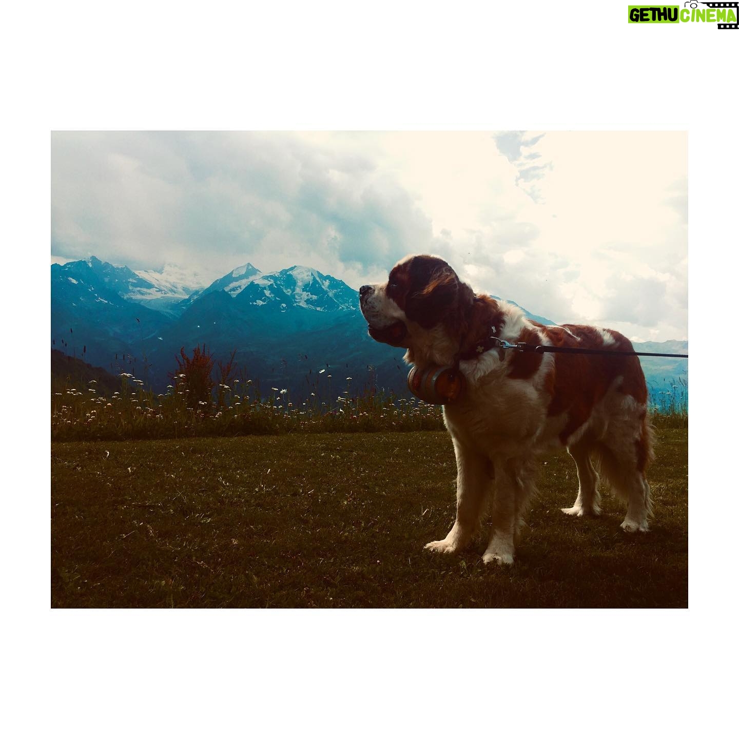 Perdita Weeks Instagram - Doggo but make it Swiss